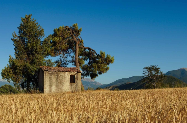 CAMPI DI GRANO IN VALLE PELIGNA ABRUZZO